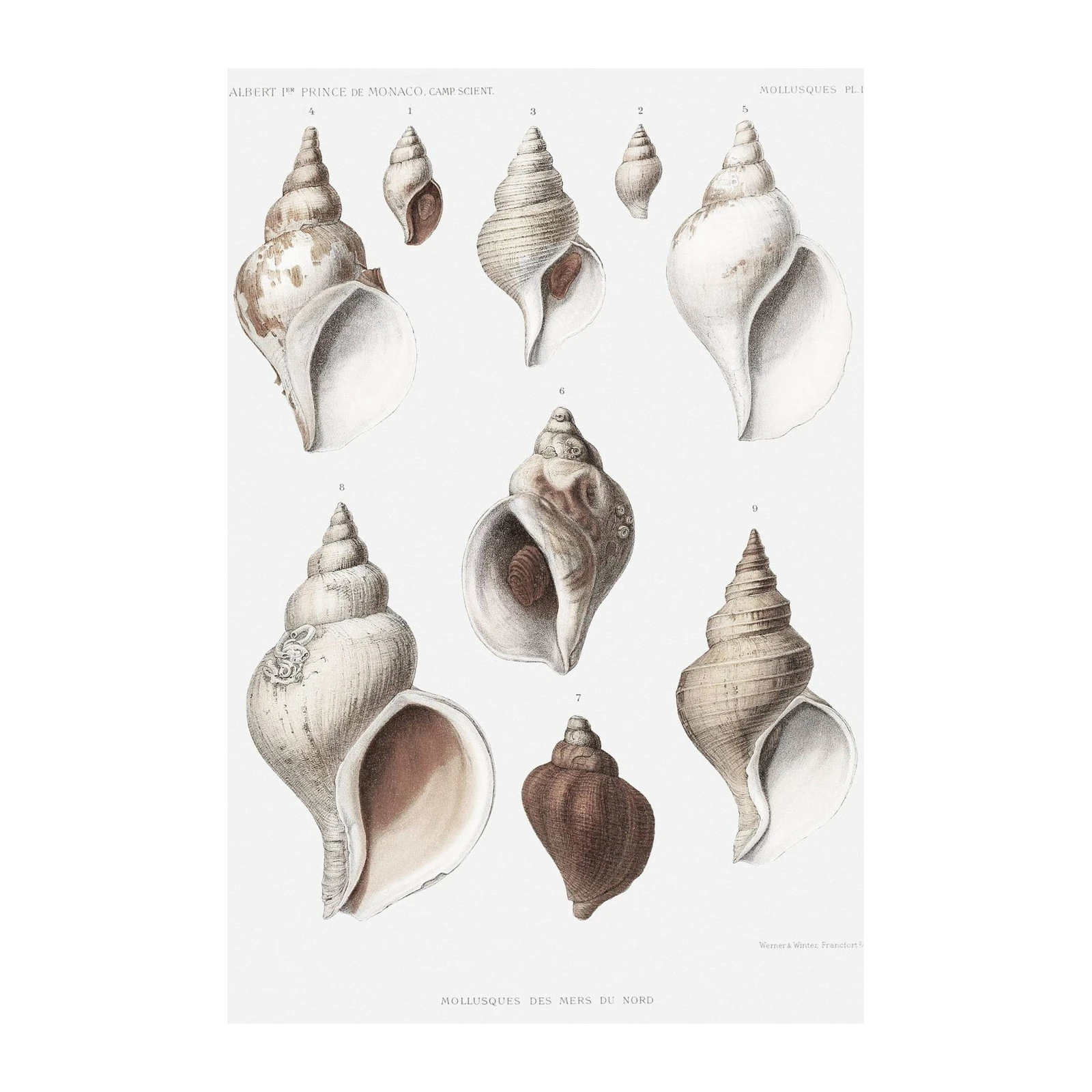Vintage Sea Shells Collection Wall Art