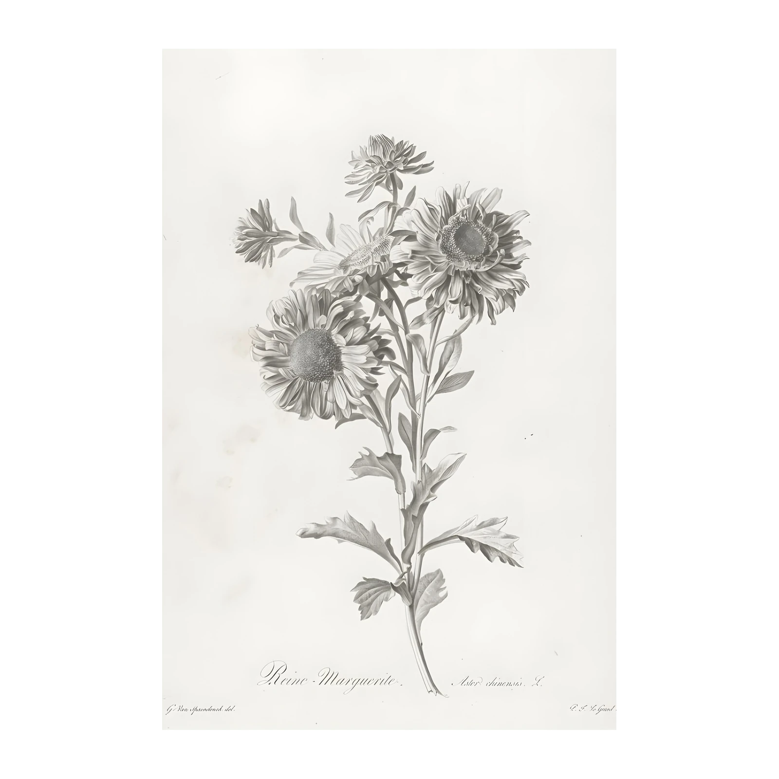 Vintage Botanical Aster "Reine Marguerite" Wall Art