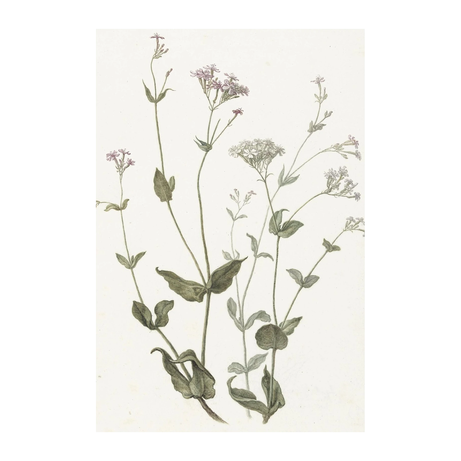 Vintage Botanical Floral Garden Wall Art