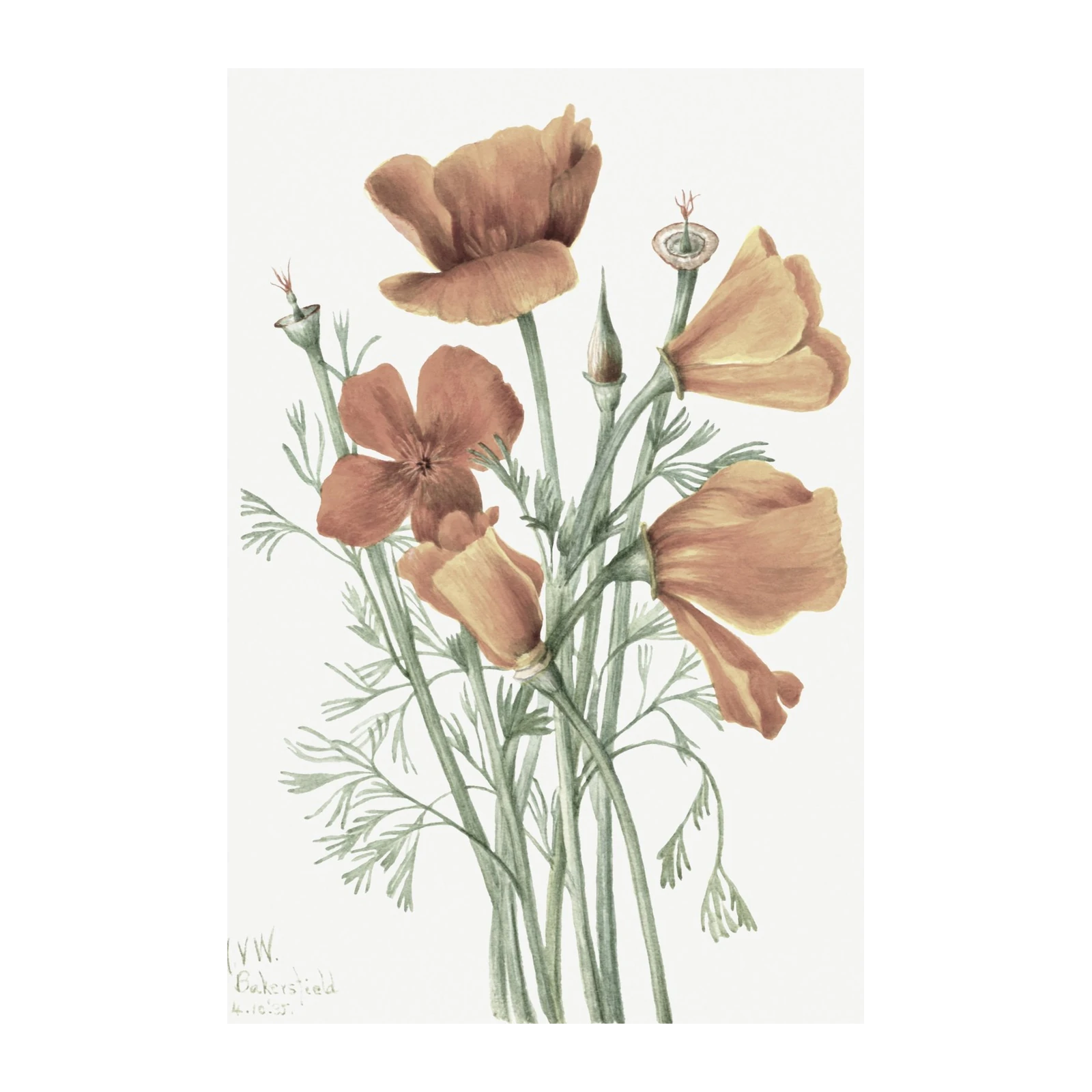 Vibrant Poppy Botanical Watercolor Wall Art