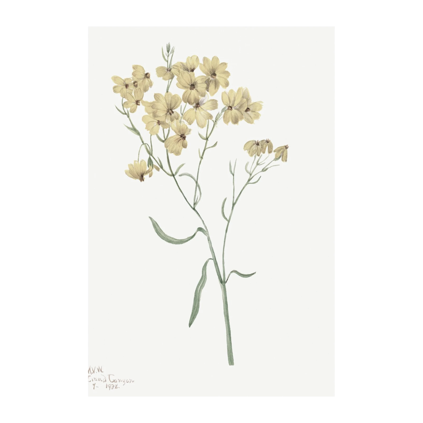 Vintage Yellow Wildflower Botanical Art Wall Art
