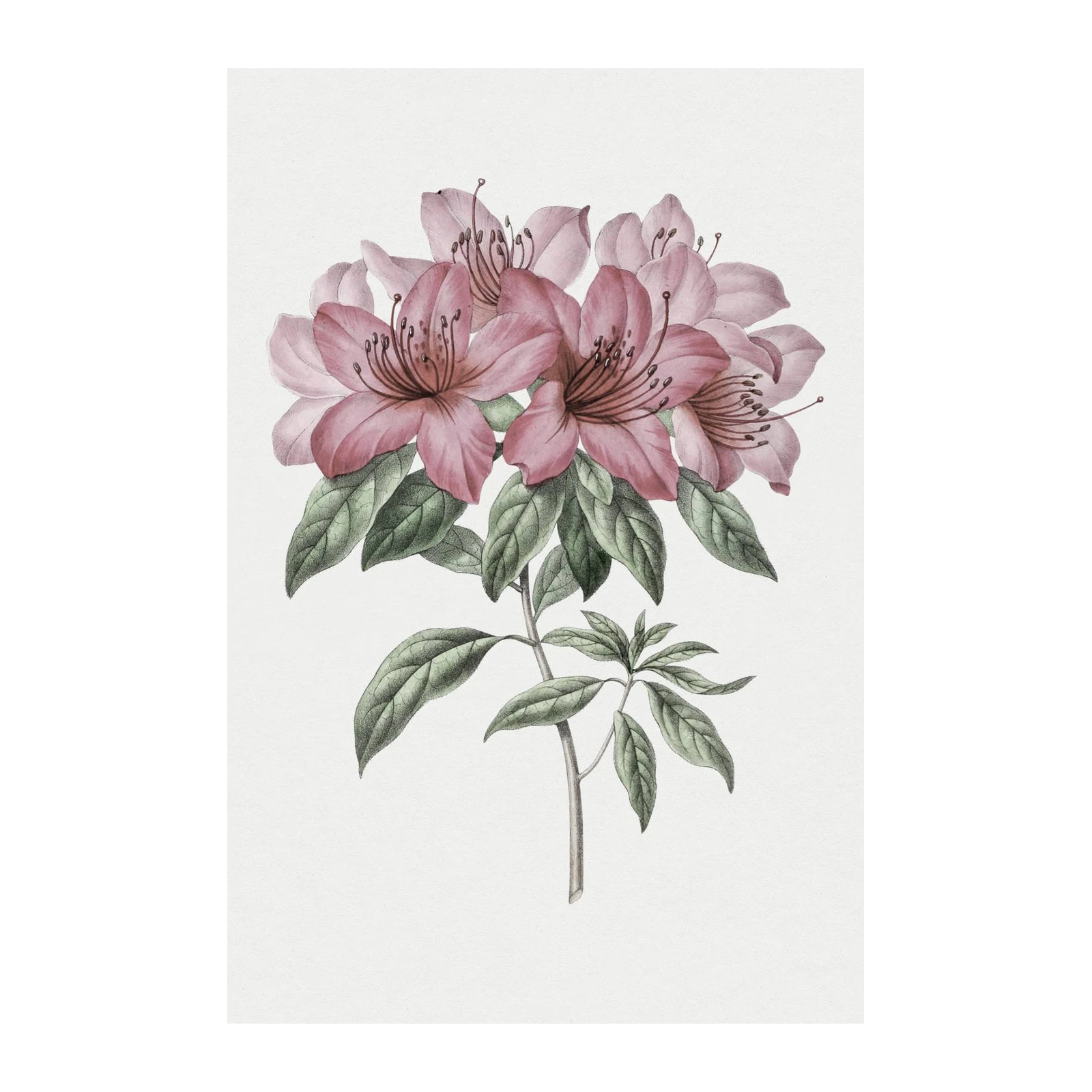 Elegant Pink Rhododendron Botanical Wall Art