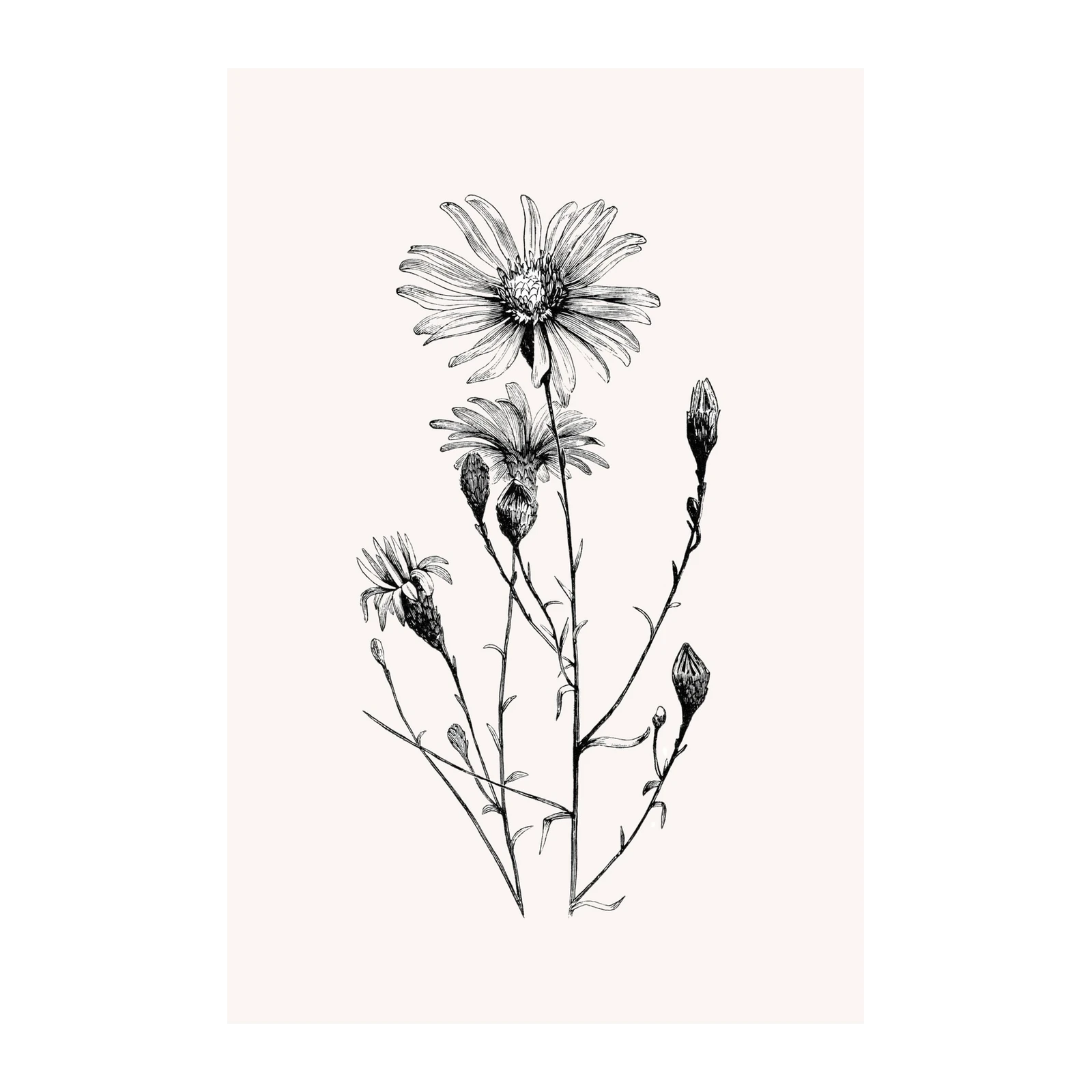 Vintage Botanical Aster Floral Sketch Wall Art