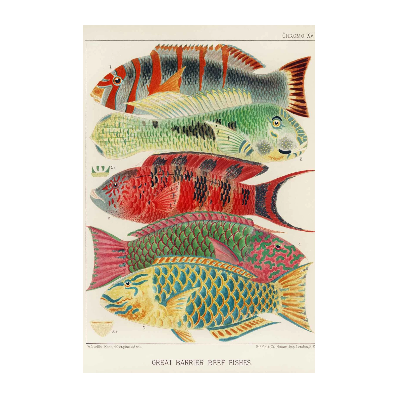 Vibrant Tropical Fish Wall Art