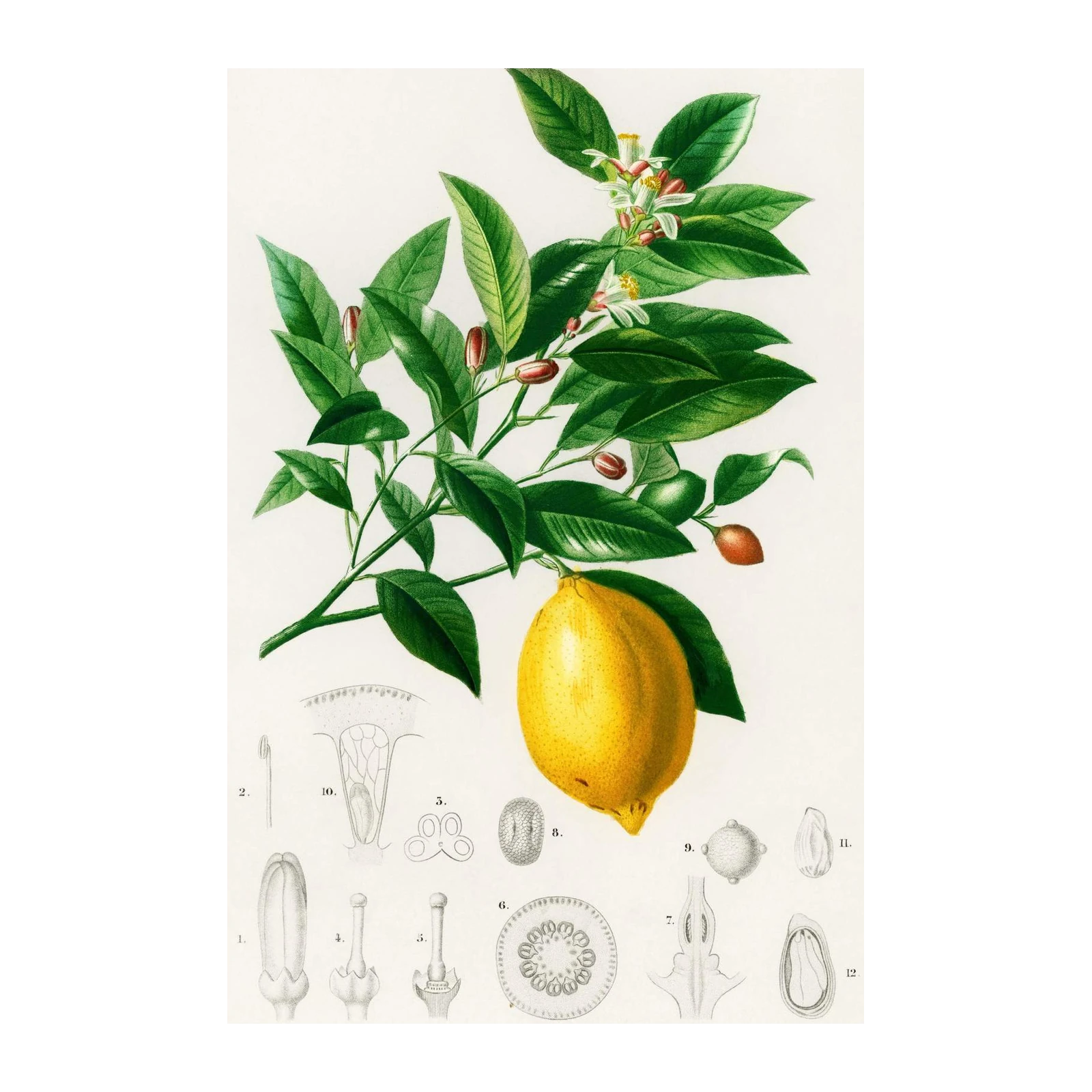 Vintage Lemon Botanical Illustration Wall Art
