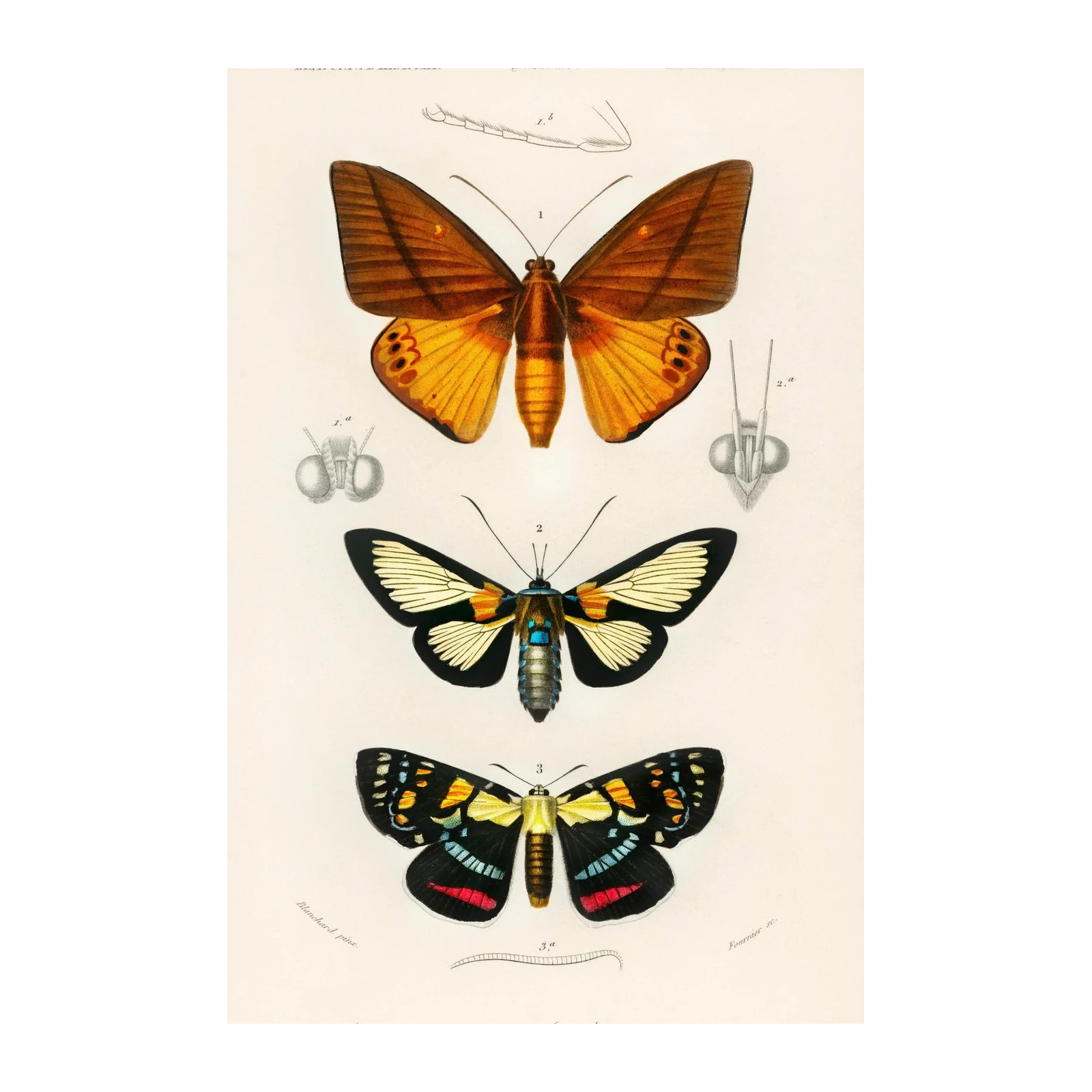 Vintage Butterfly Illustrations Wall Art