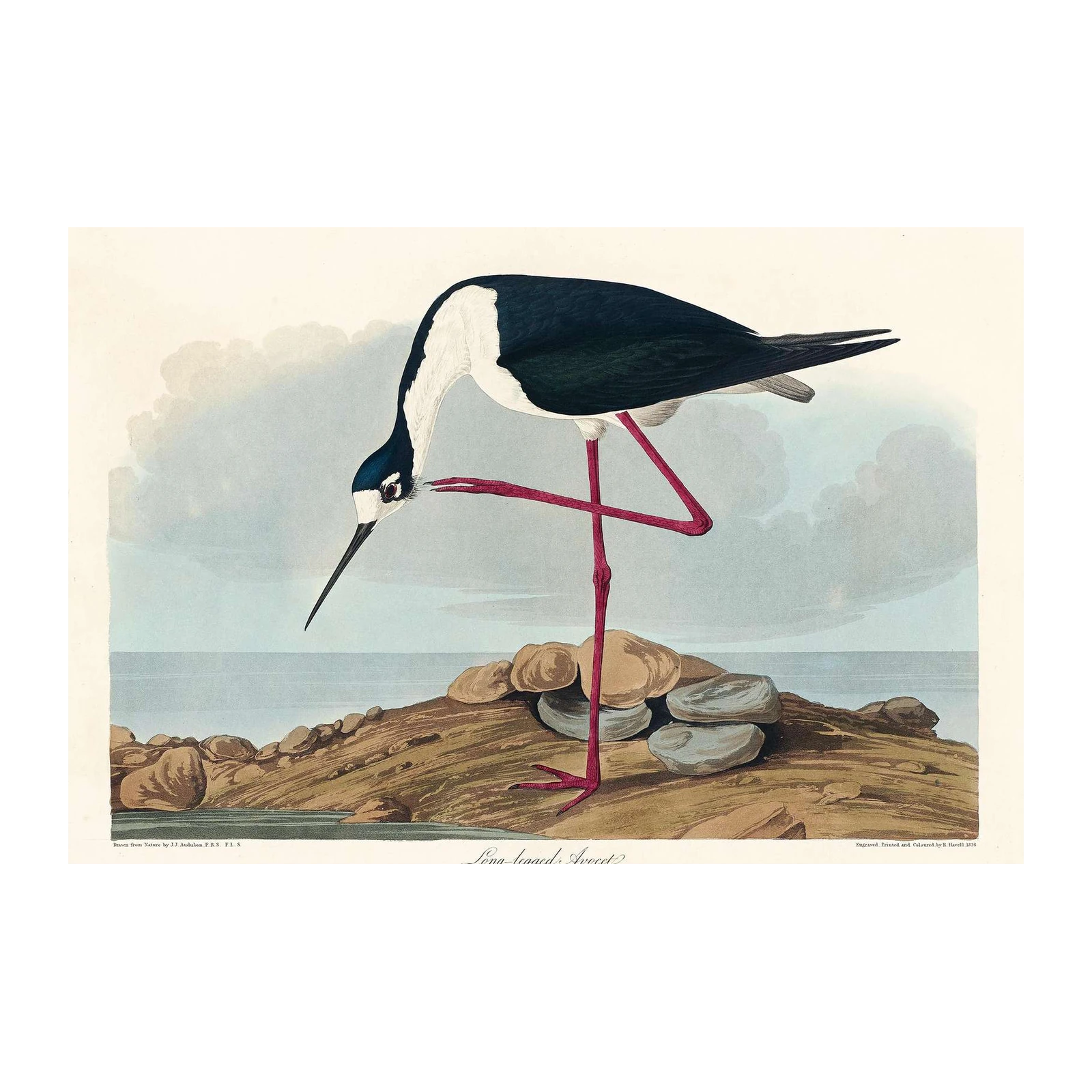 Audubon Long-Legged Avocet Wall Art