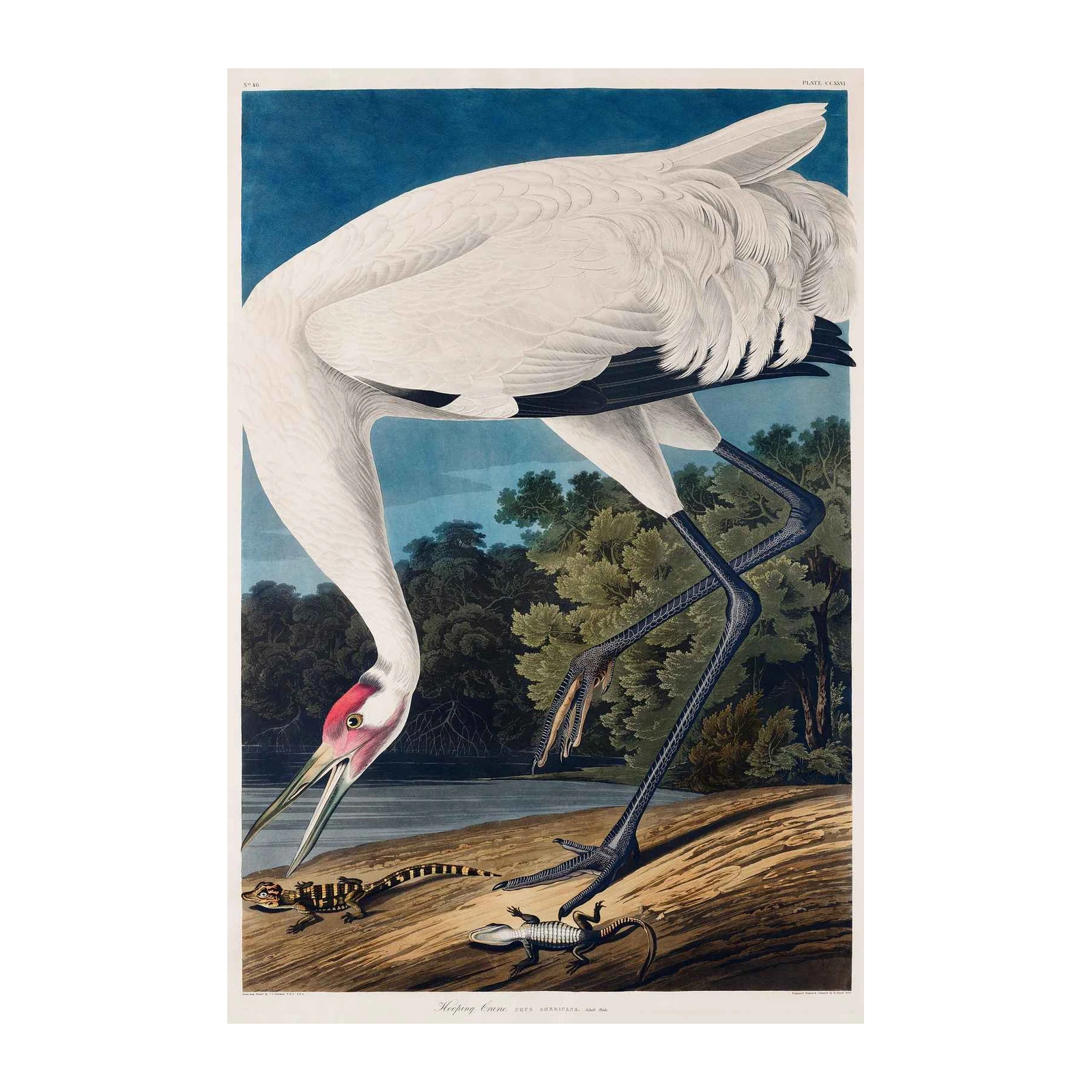 Audubon's Whooping Crane Wall Art - Nature Art