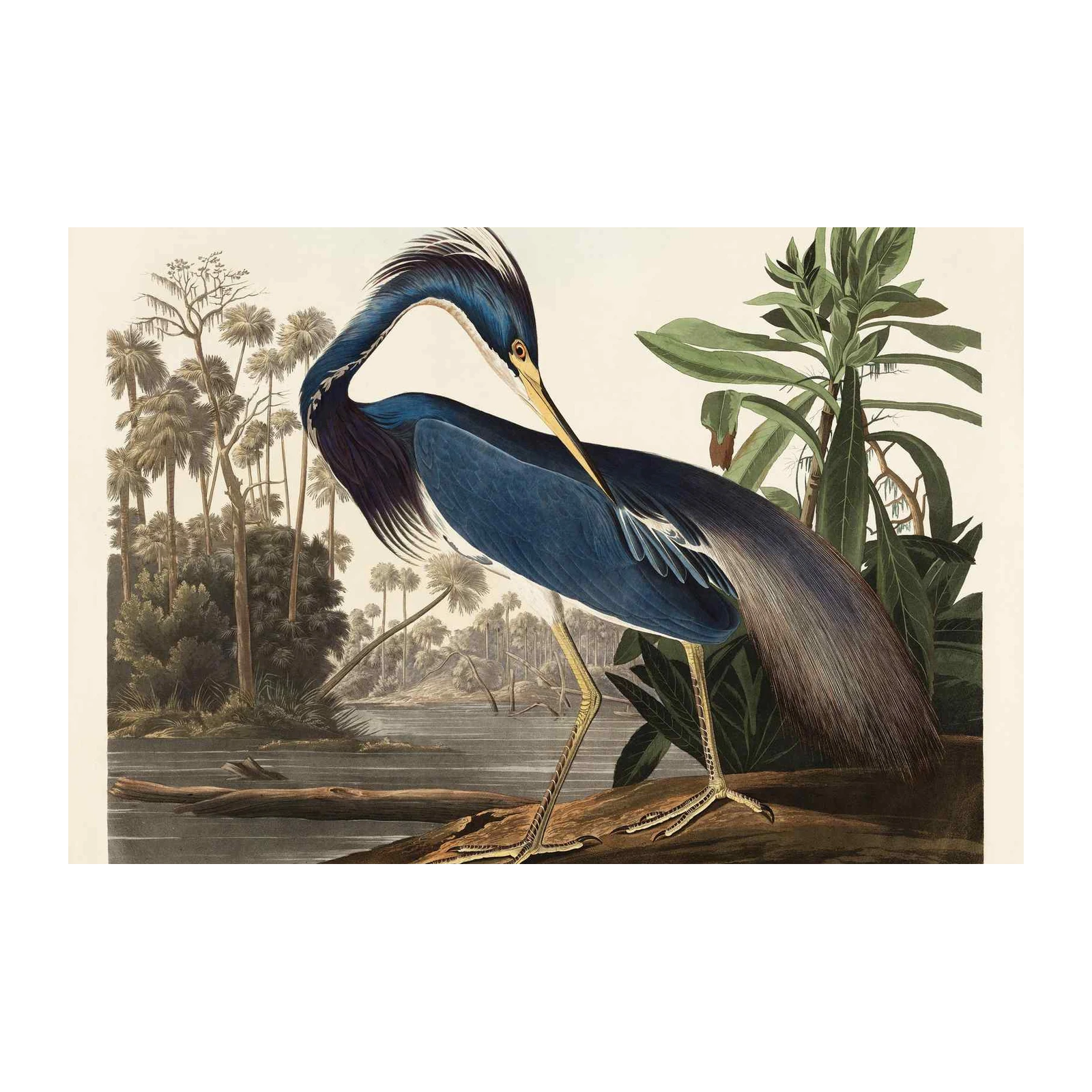 Elegant Louisiana Heron Bird Art Wall Art