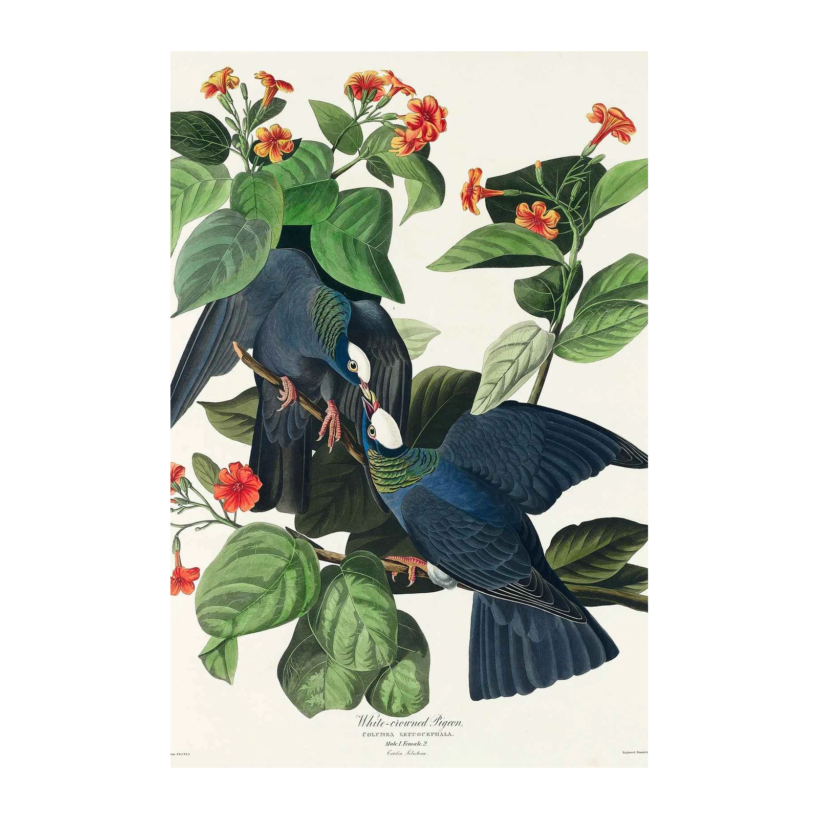 White-Crowned Pigeon Botanical Art Wall Art
