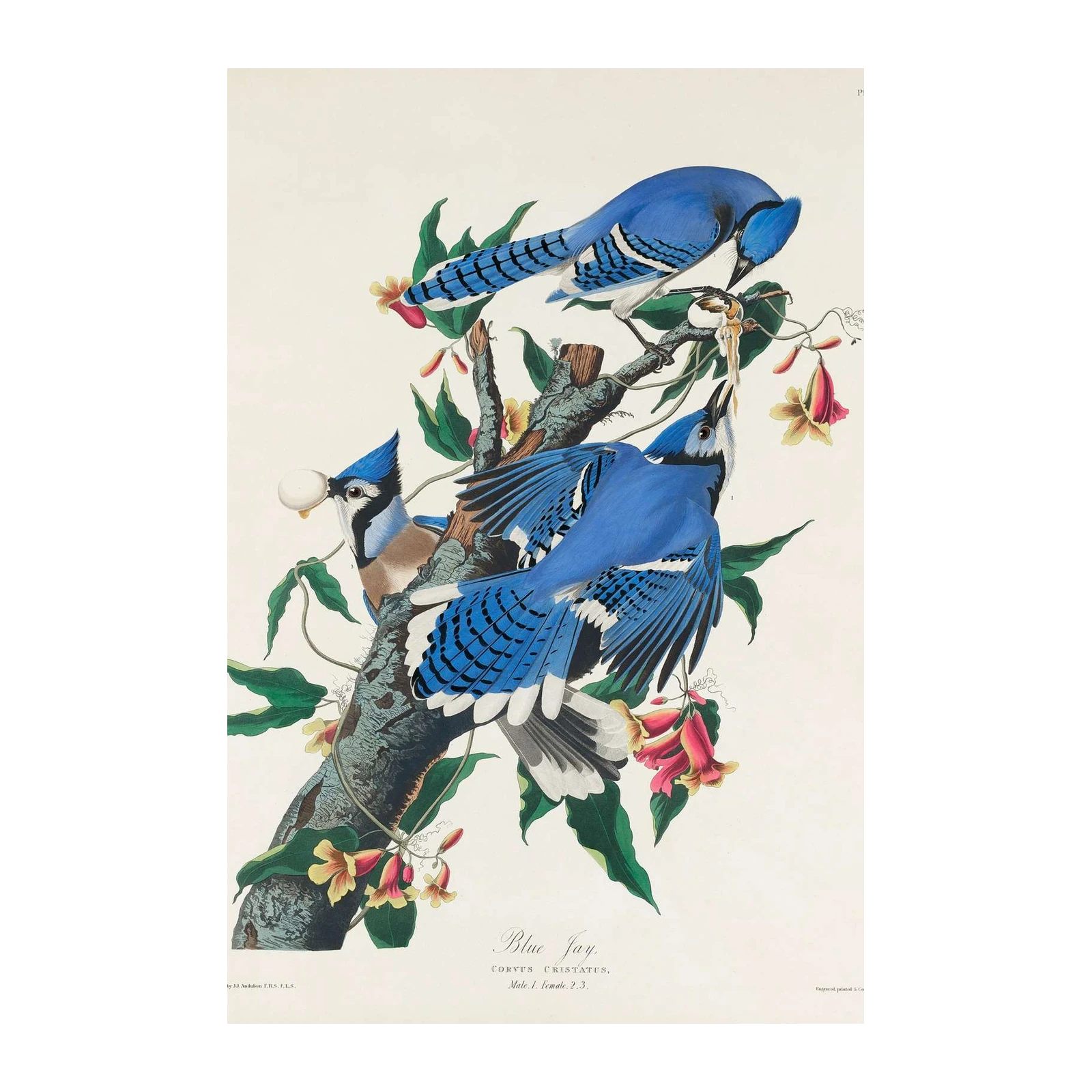 Vibrant Blue Jay Nature Art Wall Art