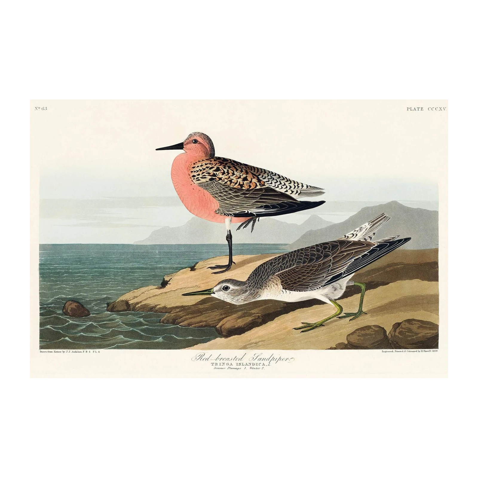Red-breasted Sandpiper Vintage Bird Art Wall Art