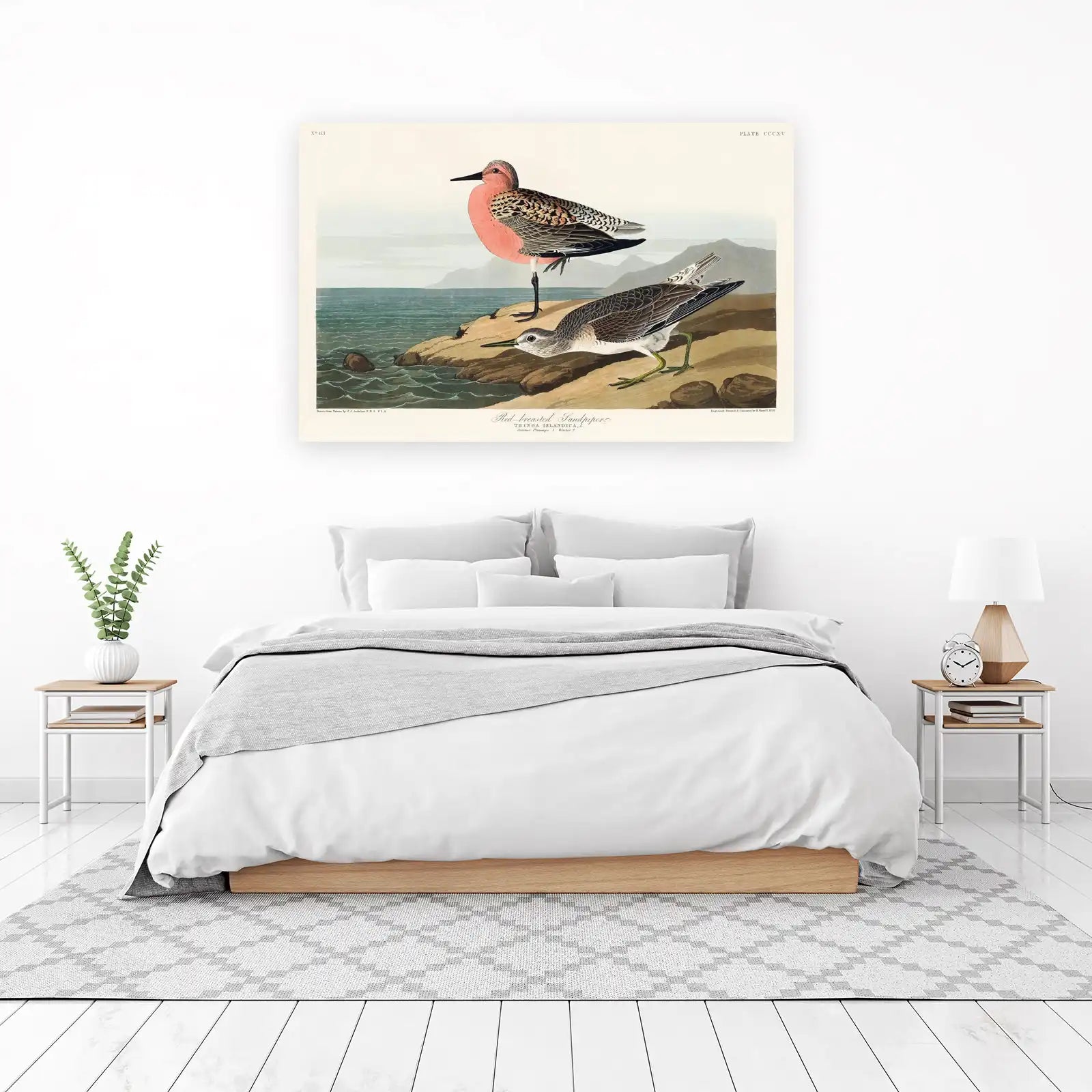 Red-breasted Sandpiper Vintage Bird Art Wall Art