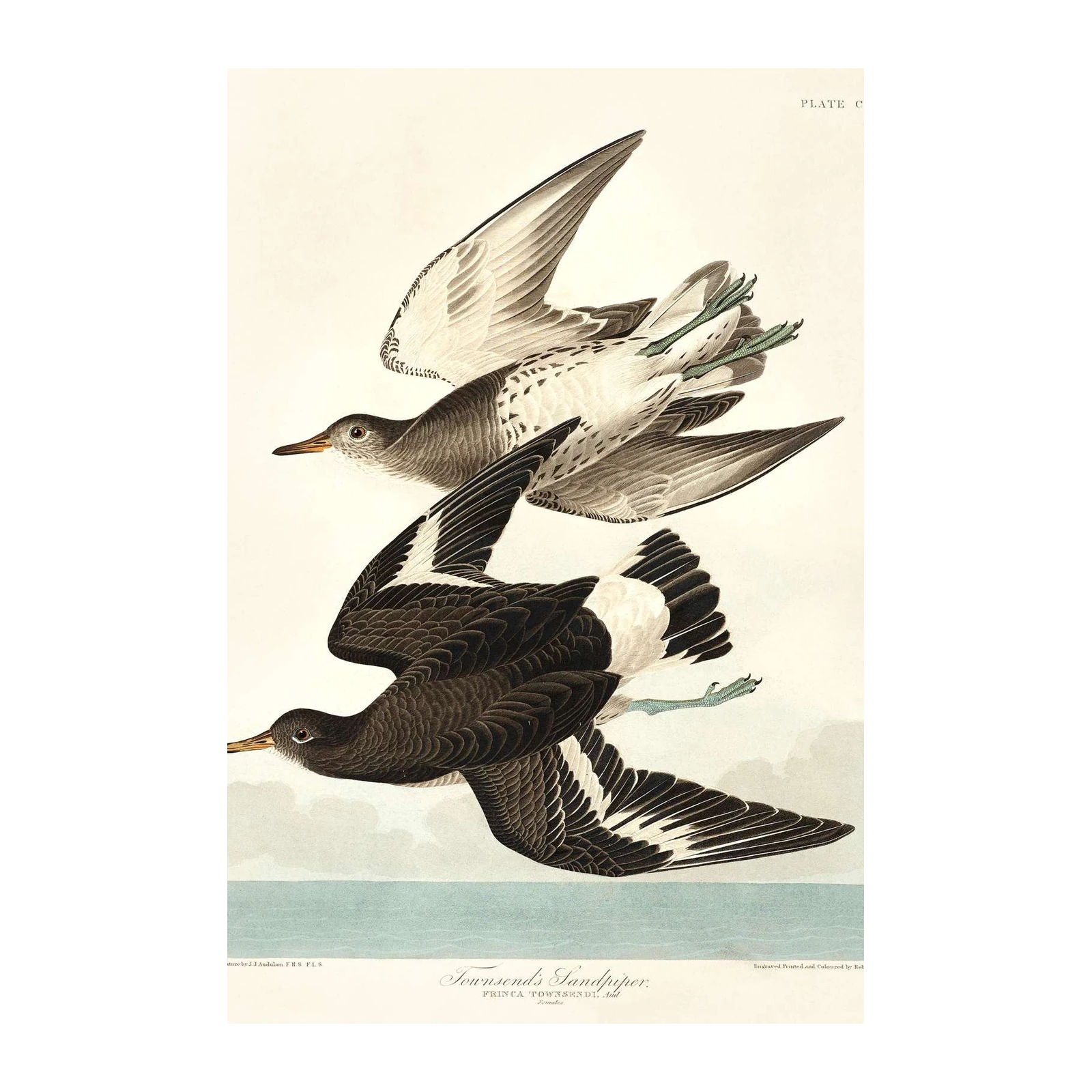 Audubon Townsend's Sandpiper Art Wall Art