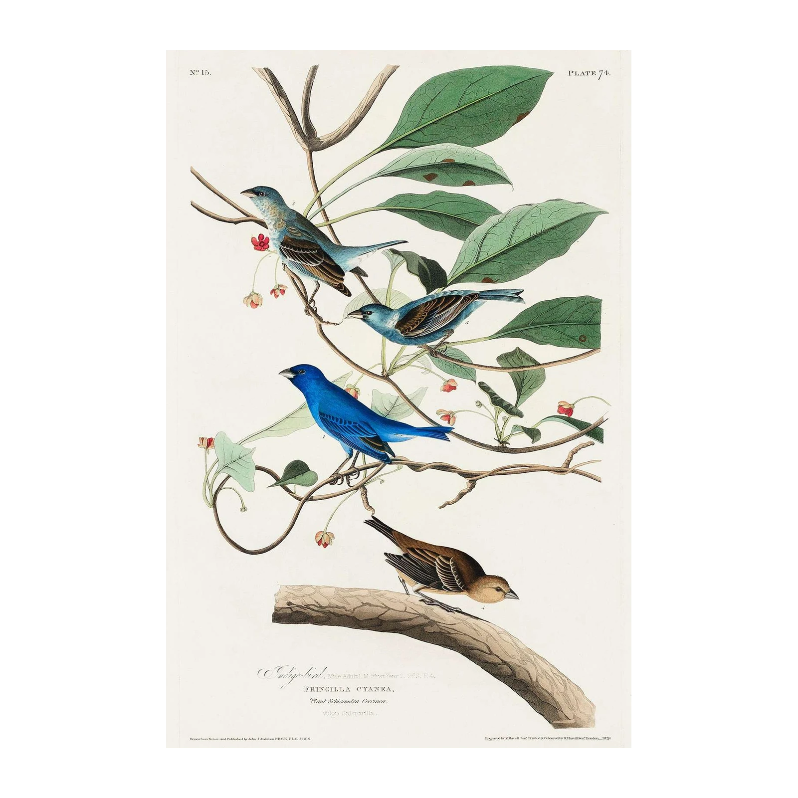 Indigo Bunting Vintage Bird Art Wall Art