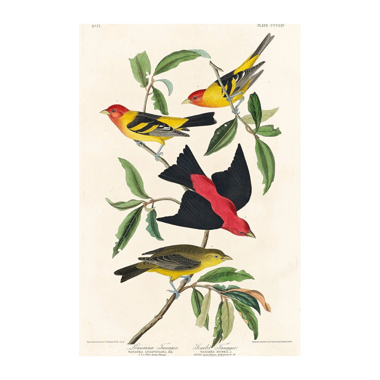 Vibrant Bird Art Wall Art | Audubon Style Wall Decor