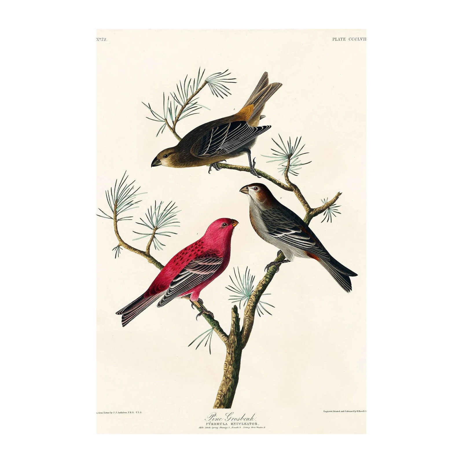 Audubon Pine Grosbeak Vintage Bird Wall Art