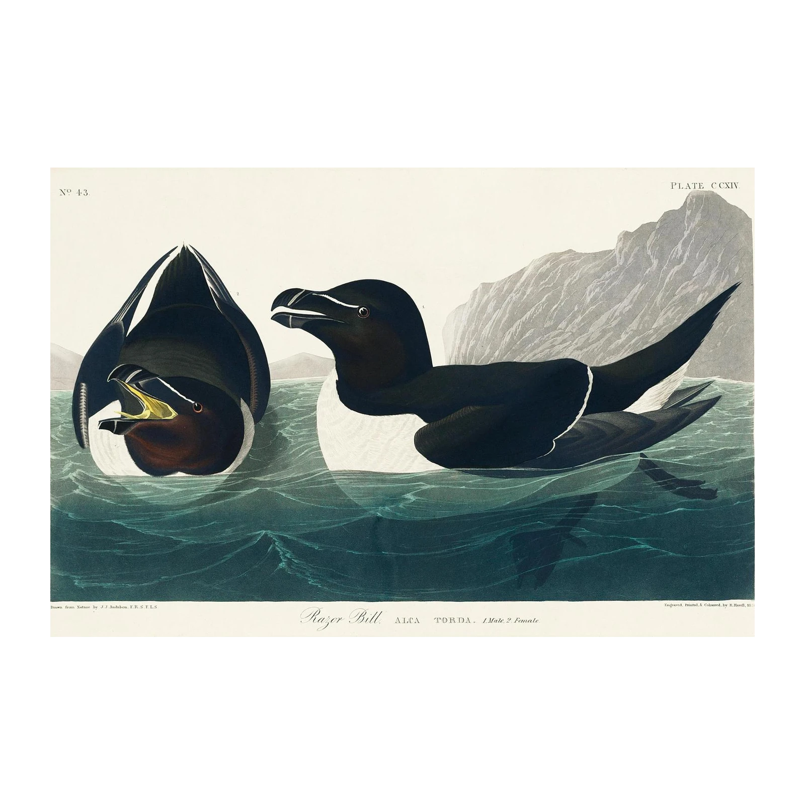Audubon Razor Bill Bird Art Wall Art