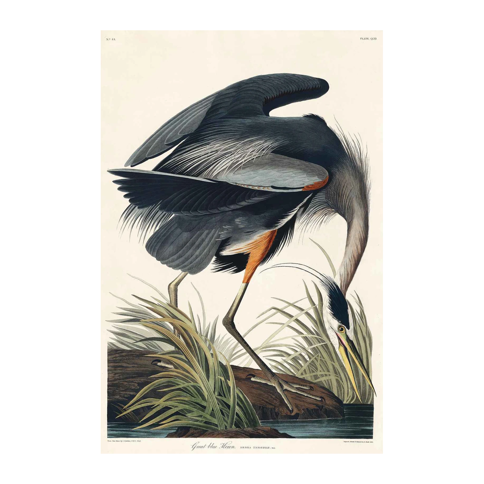 Great Blue Heron Vintage Bird Art Wall Art