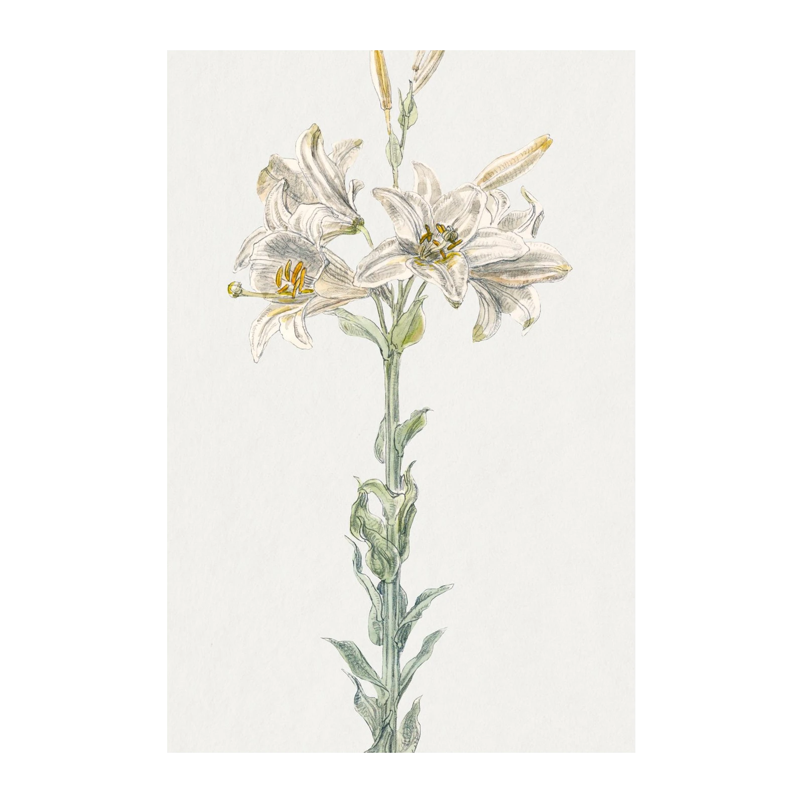 Elegant White Lily Botanical Wall Art