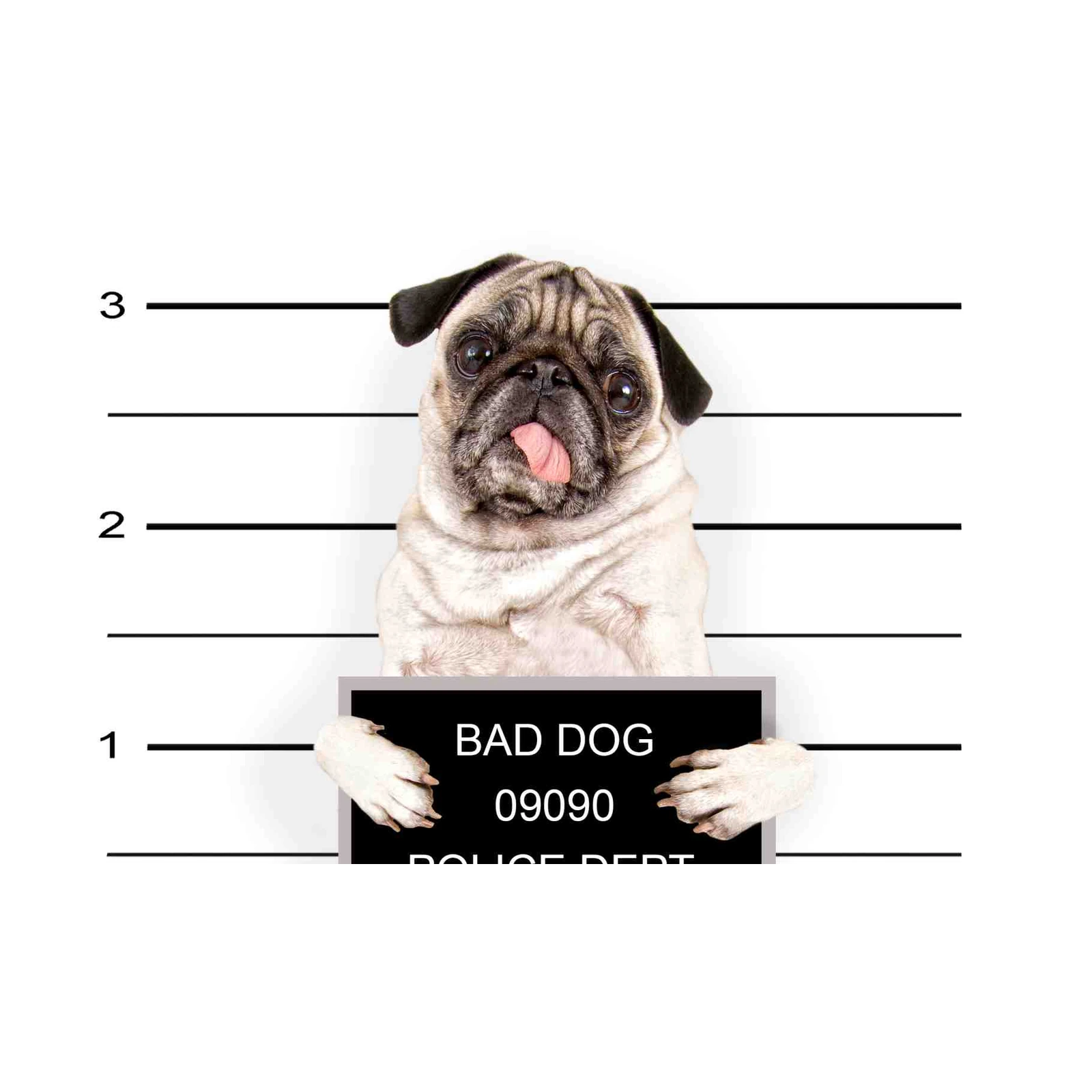 Funny Pug "Bad Dog" Mugshot Wall Art