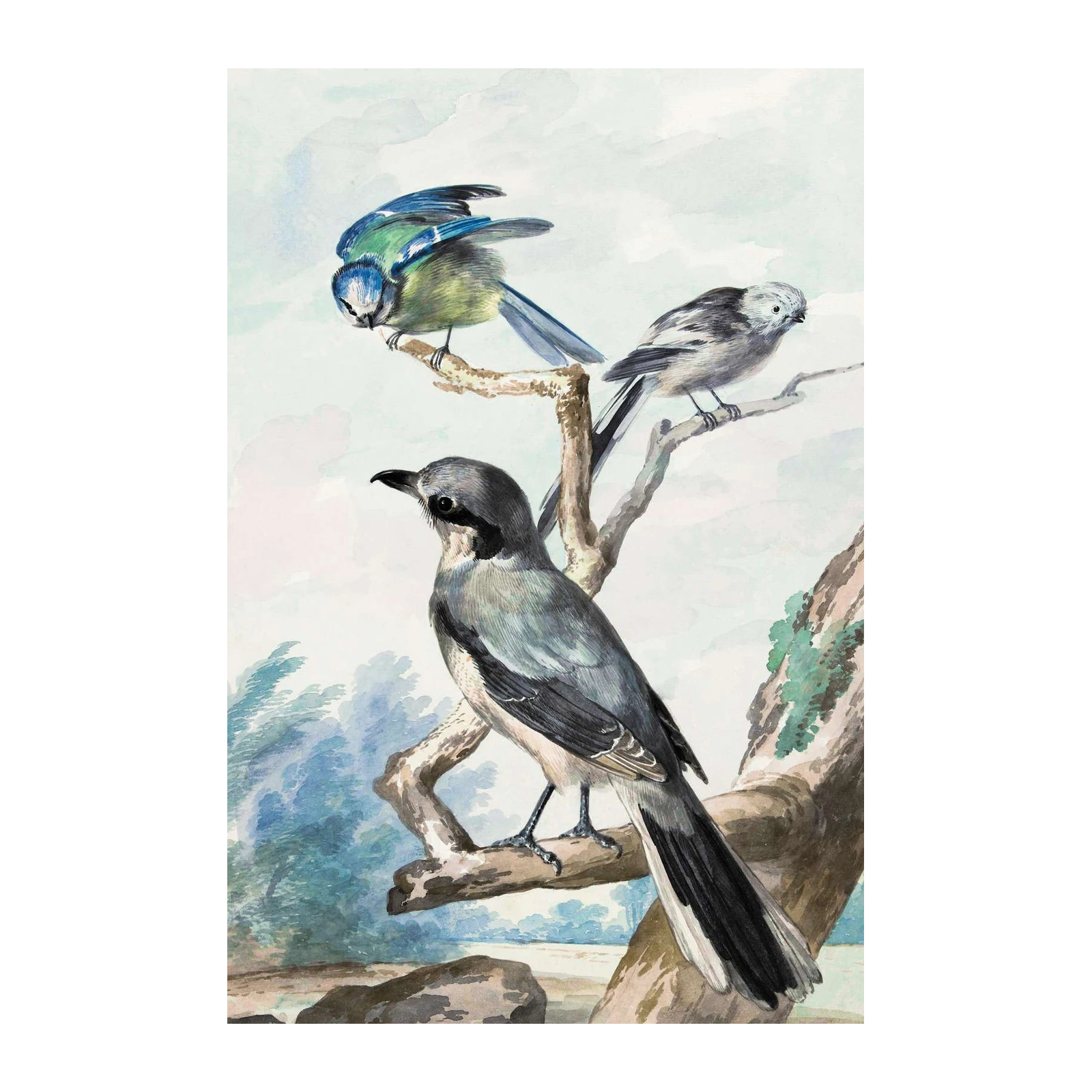 Vintage Bird Art: Blue Tit & Shrike Wall Art