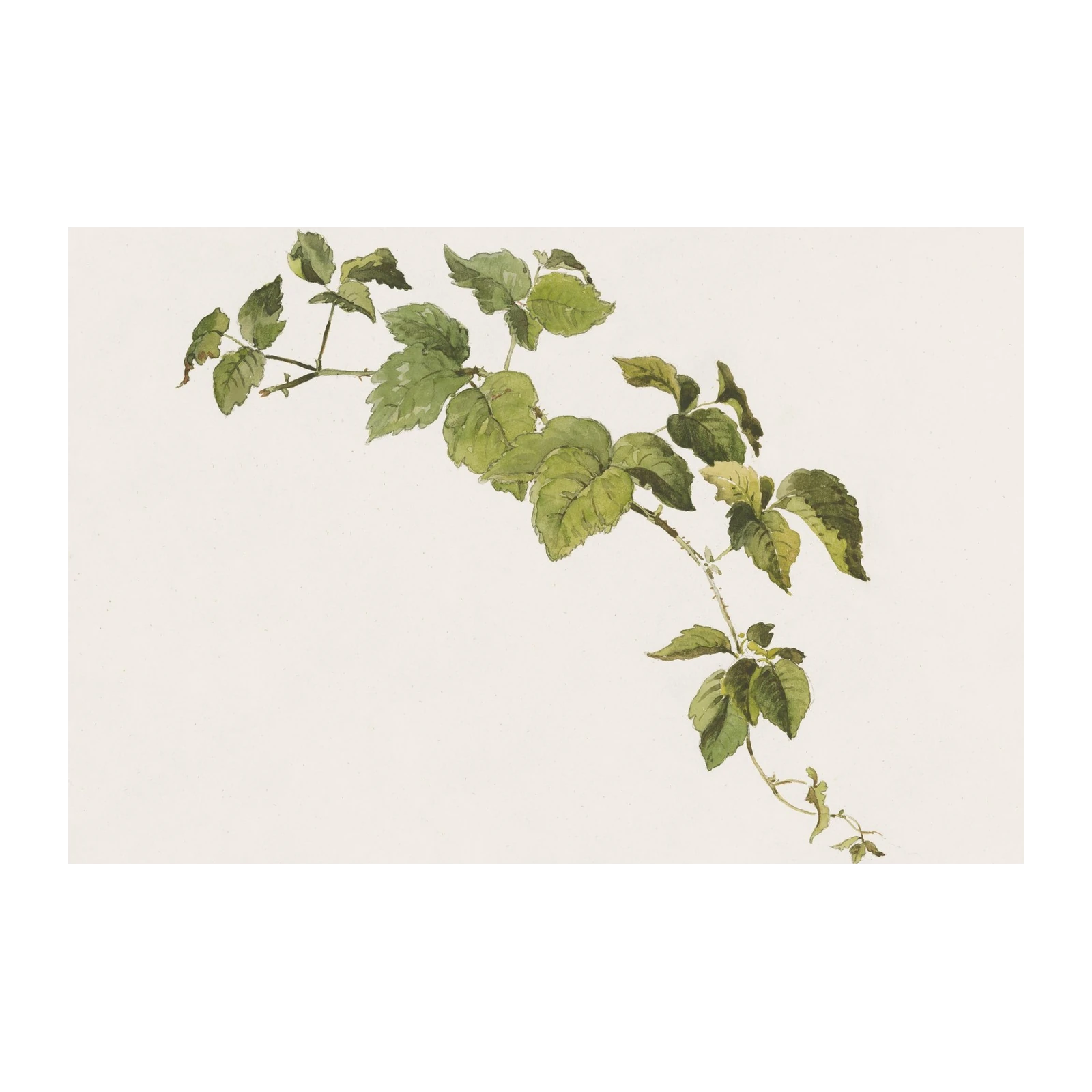 Botanical Branch Green Leaves Watercolor Wall Art