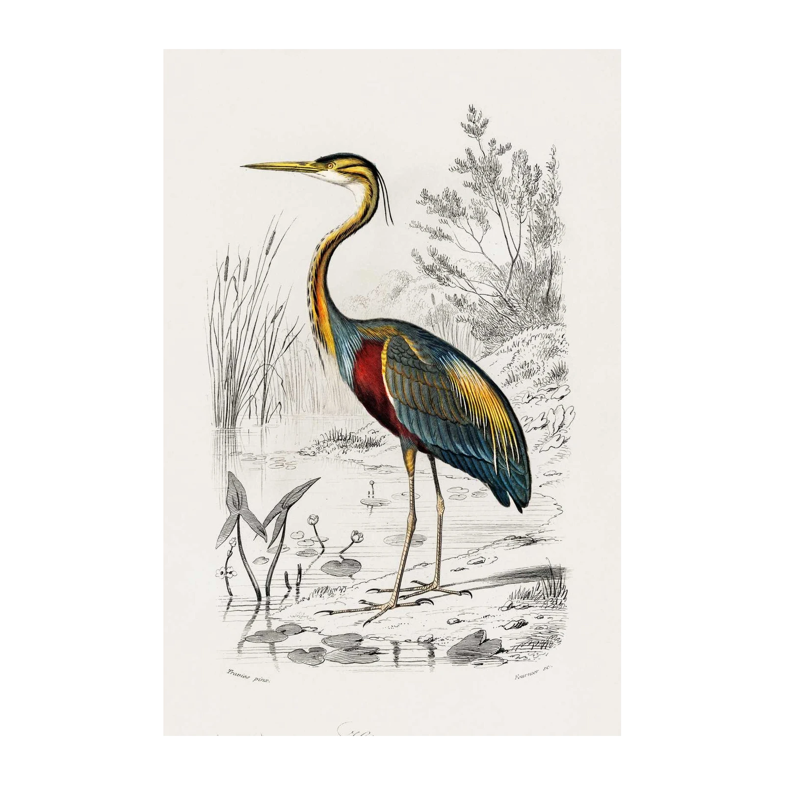Elegant Purple Heron Wildlife Art Wall Art