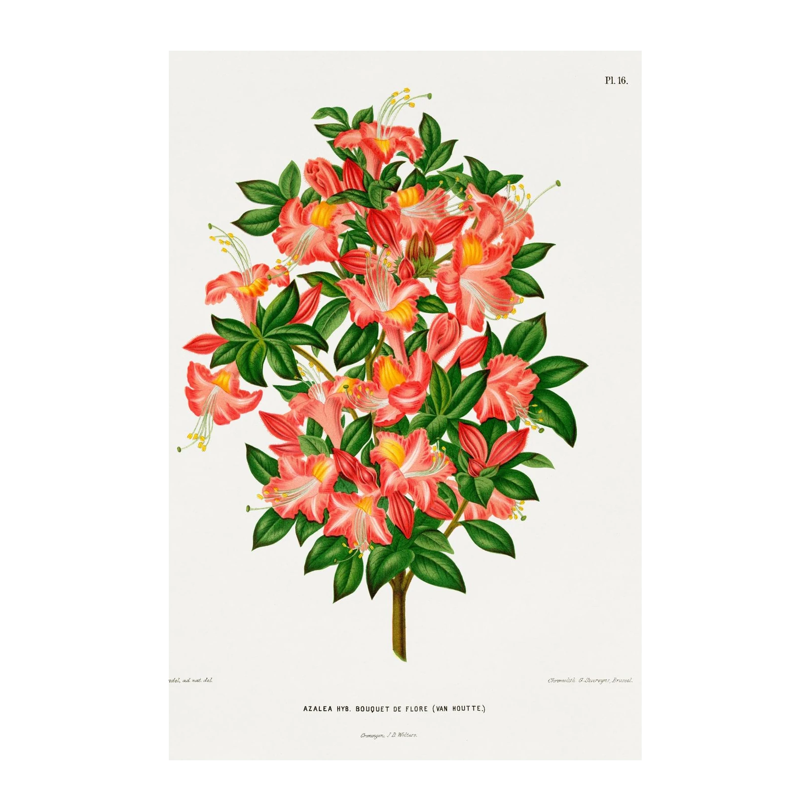 Vibrant Azalea Floral Botanical Wall Art