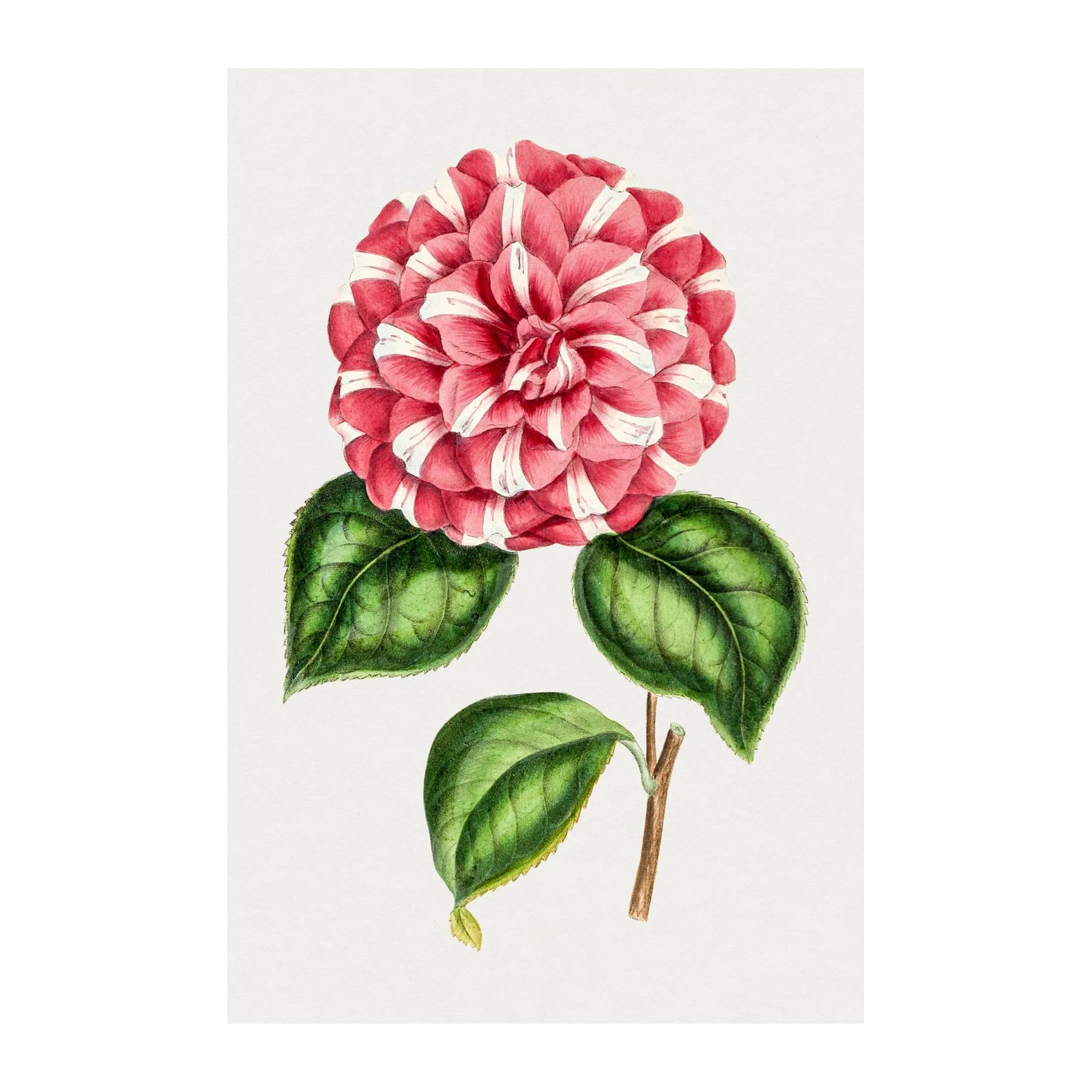 Striped Camellia Botanical Art Wall Art