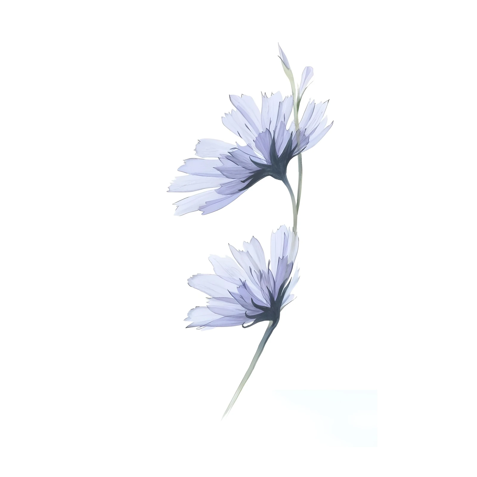 Ethereal Lavender Cosmos Wall Art