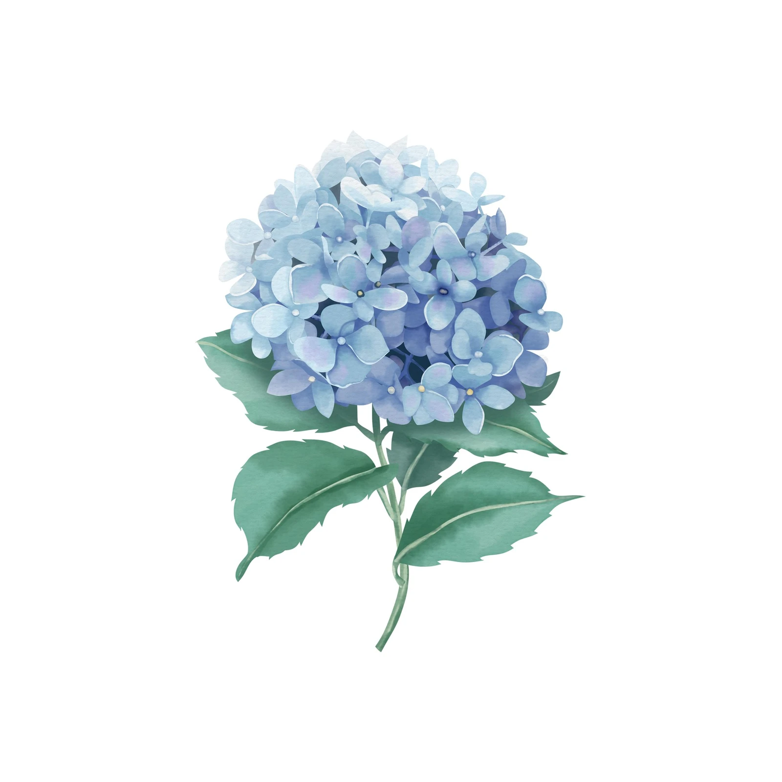 Soft Blue Hydrangea Watercolor Wall Art