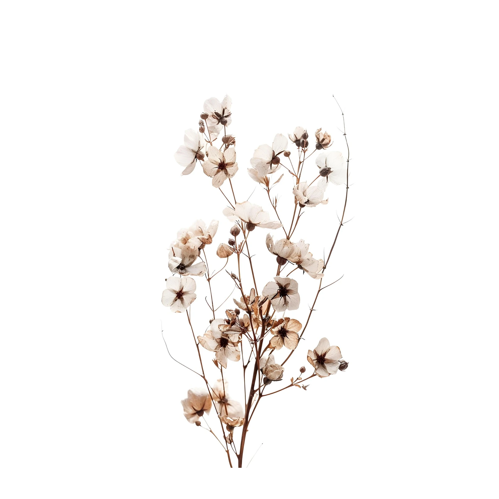 Delicate Dry Flower Botanical Art Wall Art