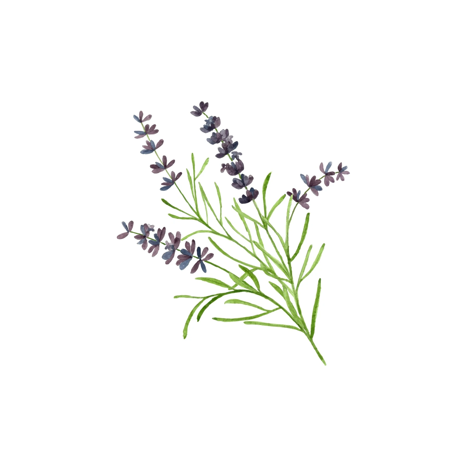 Elegant Lavender Sprig Watercolor Wall Art