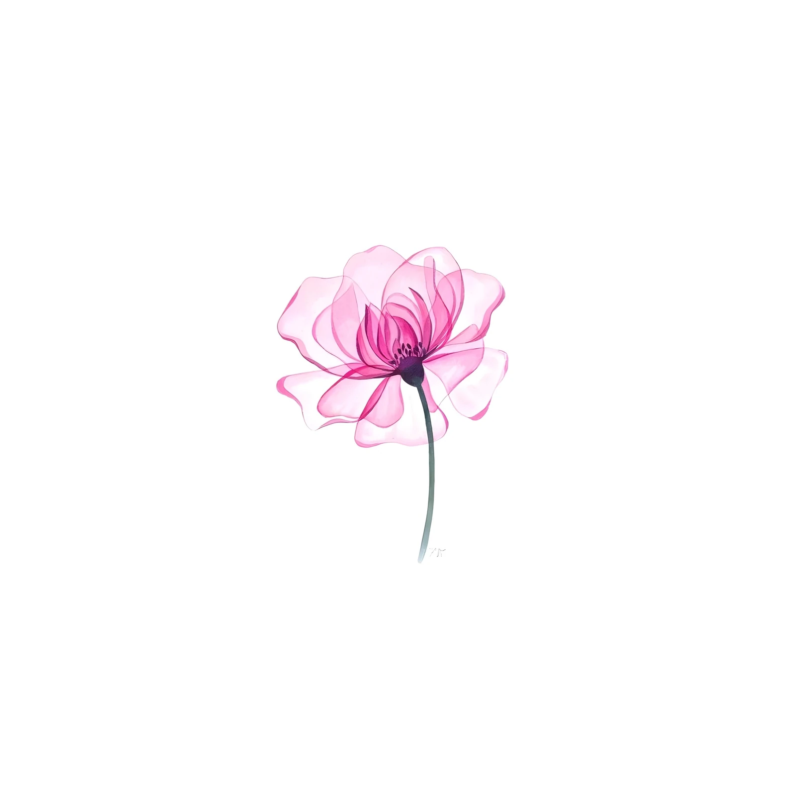 Delicate Pink Petal Floral X-Ray Wall Art