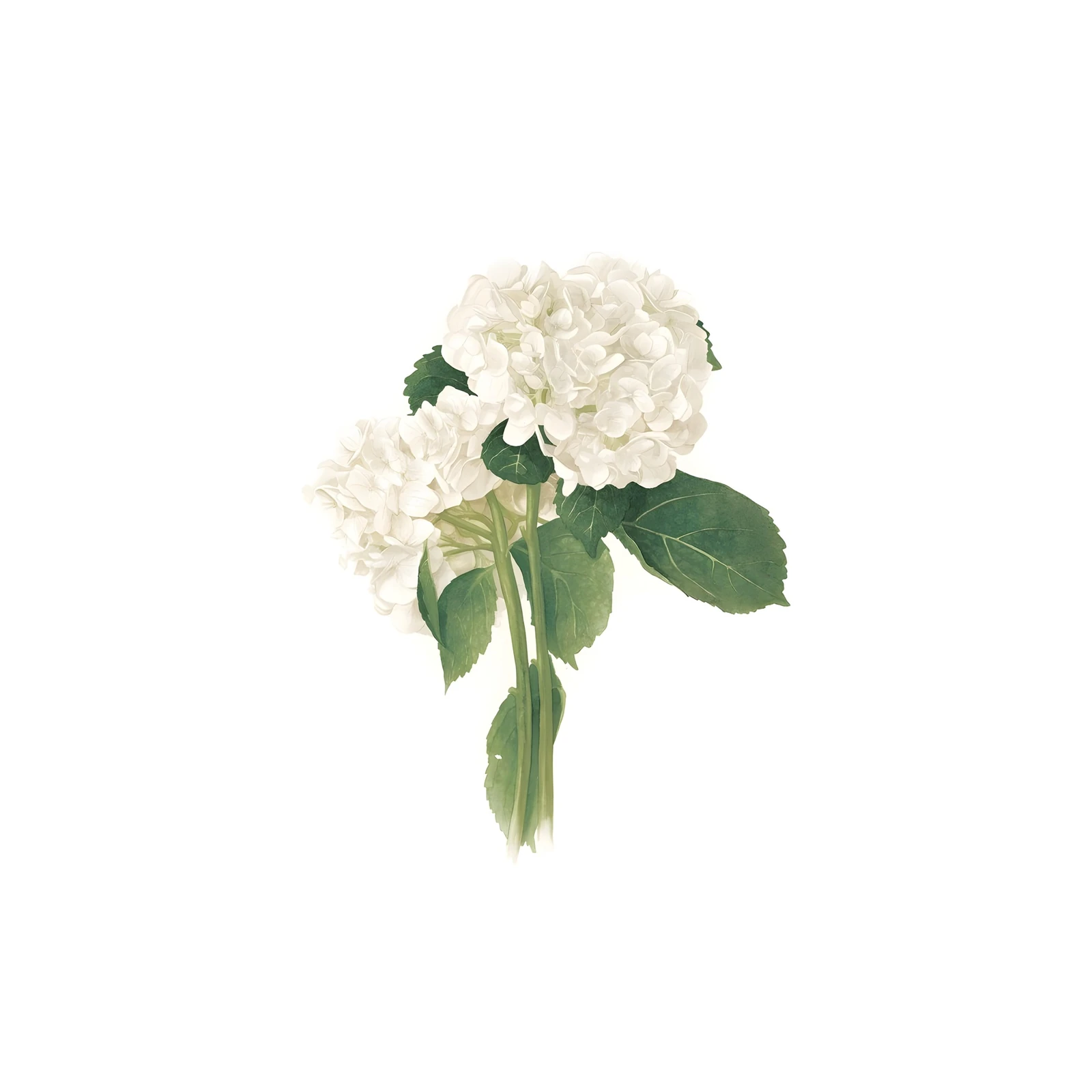 Elegant White Hydrangeas Floral Wall Art
