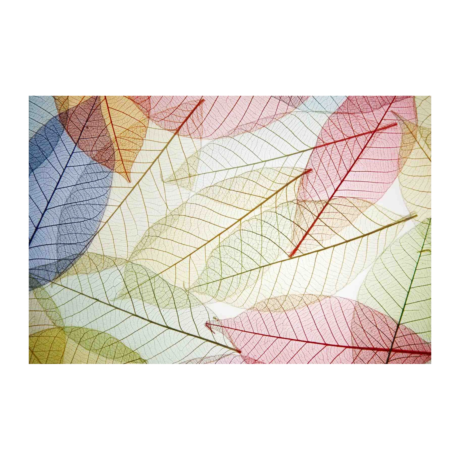 Skeleton Leaf Art Vibrant Nature Wall Art