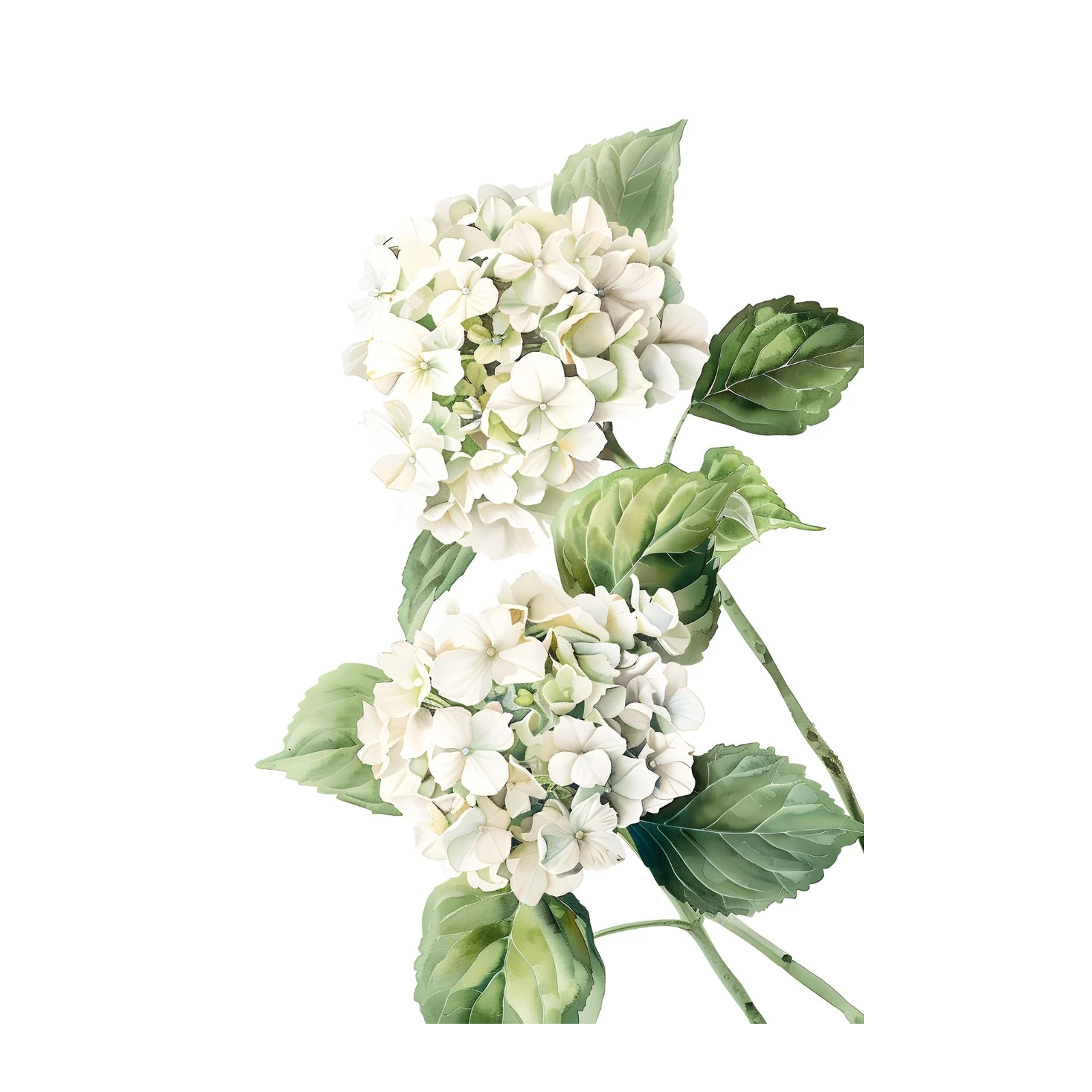 Elegant White Hydrangea Floral Watercolor Wall Art