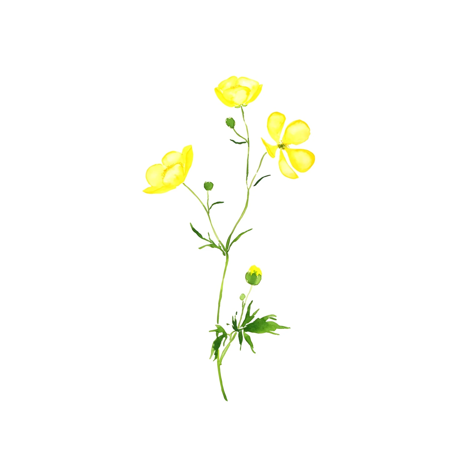 Vibrant Yellow Buttercups Botanical Watercolor Wall Art