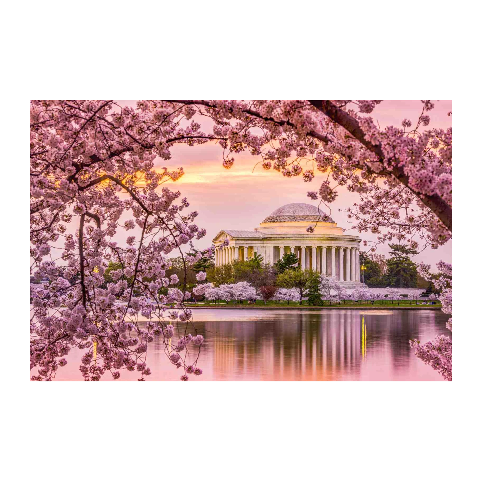 Jefferson Memorial Cherry Blossom Wall Art