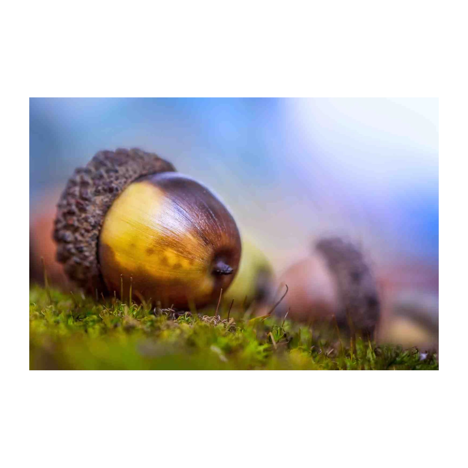 Majestic Acorn on Moss Wall Art