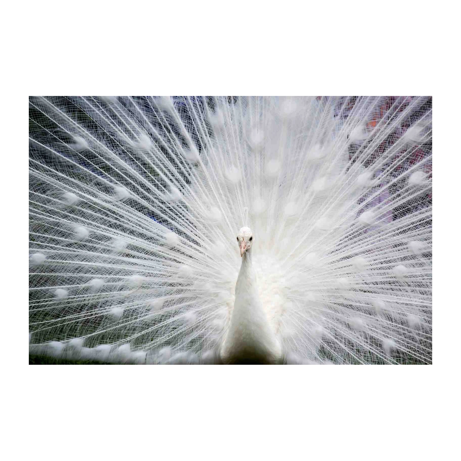 Elegant White Peacock Display Wall Art