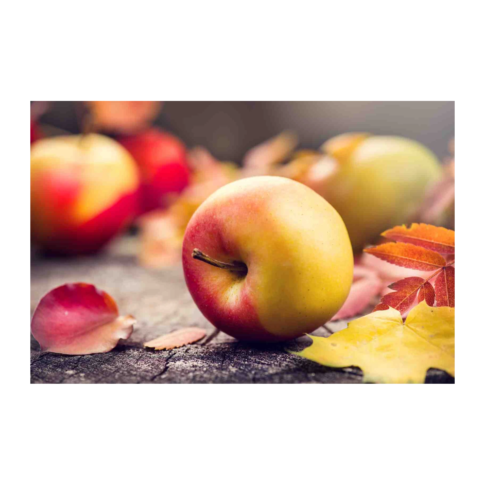 Autumn Apples Still Life Wall Art