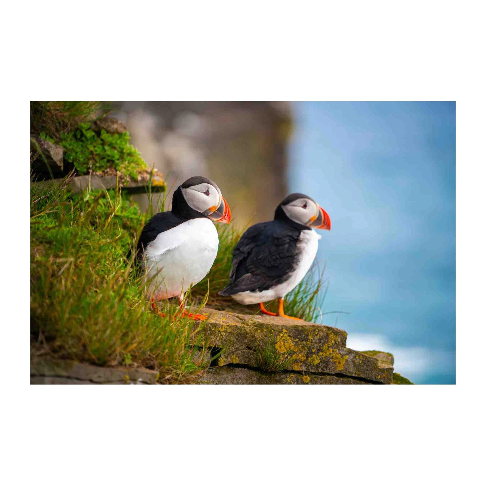 Charming Puffins on Cliffside Wall Art