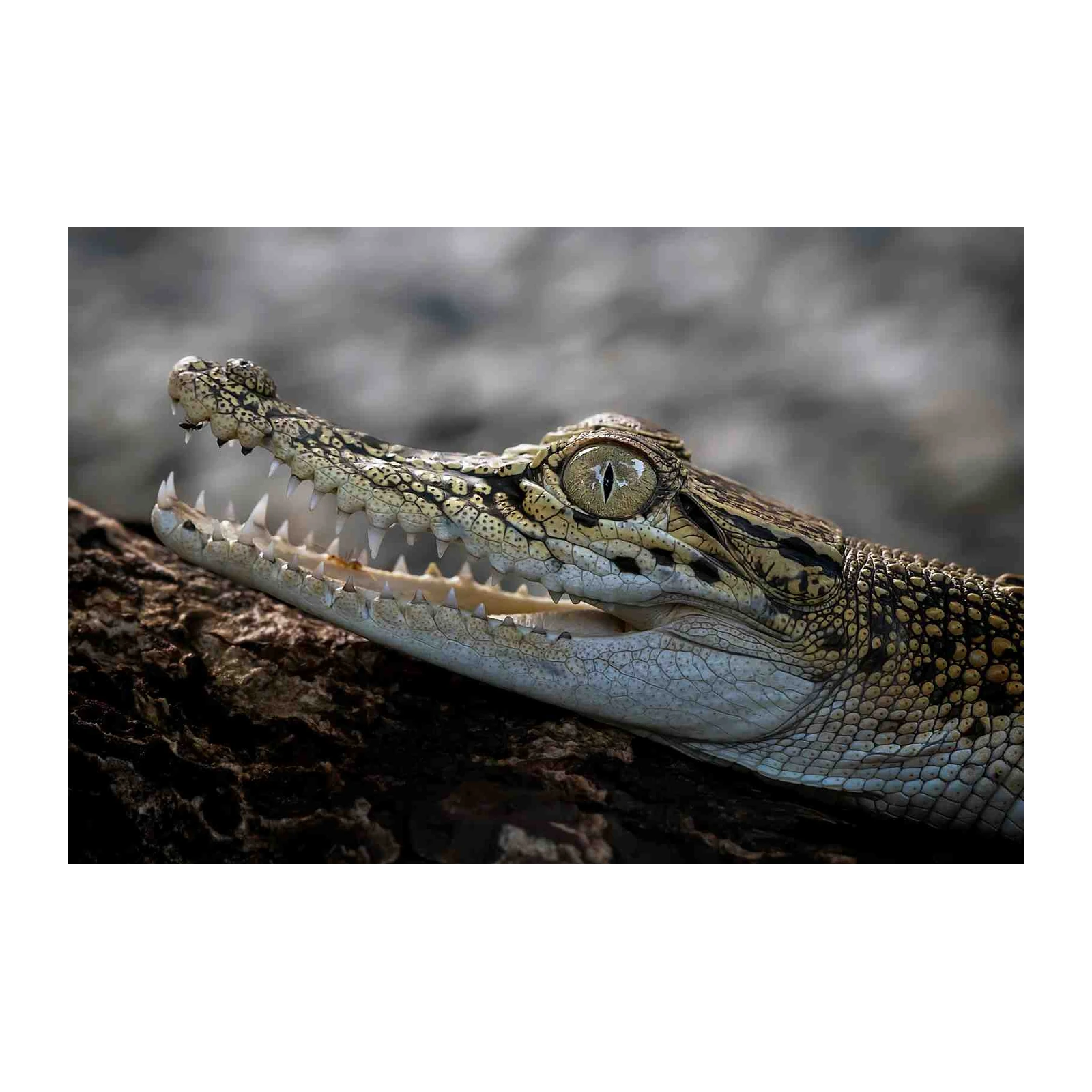 Intense Crocodile Eye Close-Up Wall Art