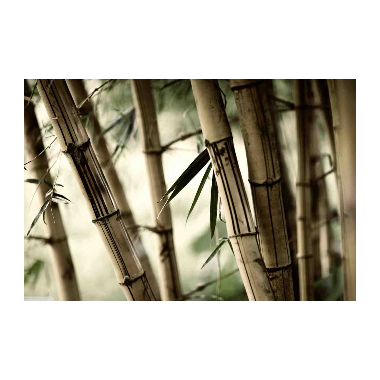 Serene Bamboo Forest Wall Art