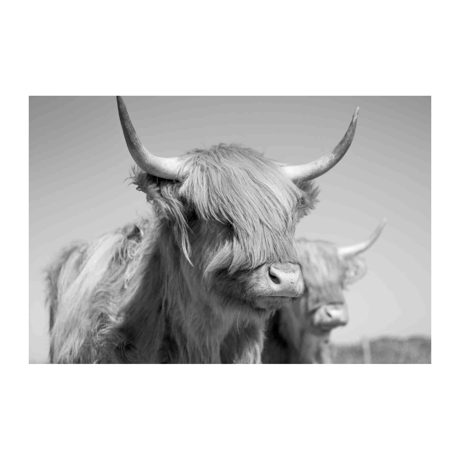Highland Cow Duo Black & White Wall Art