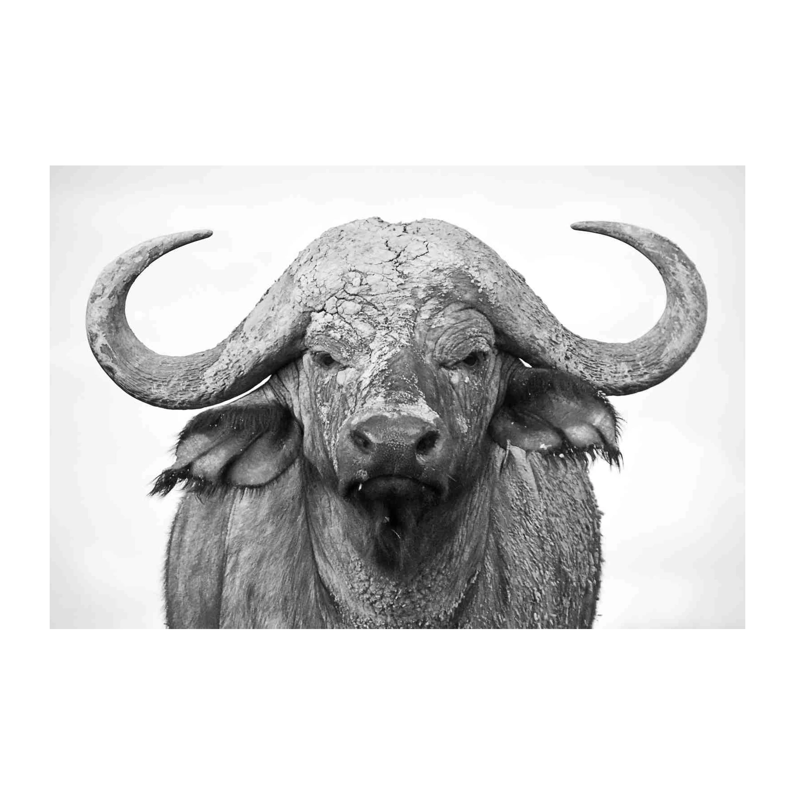Majestic Buffalo Portrait Wall Art