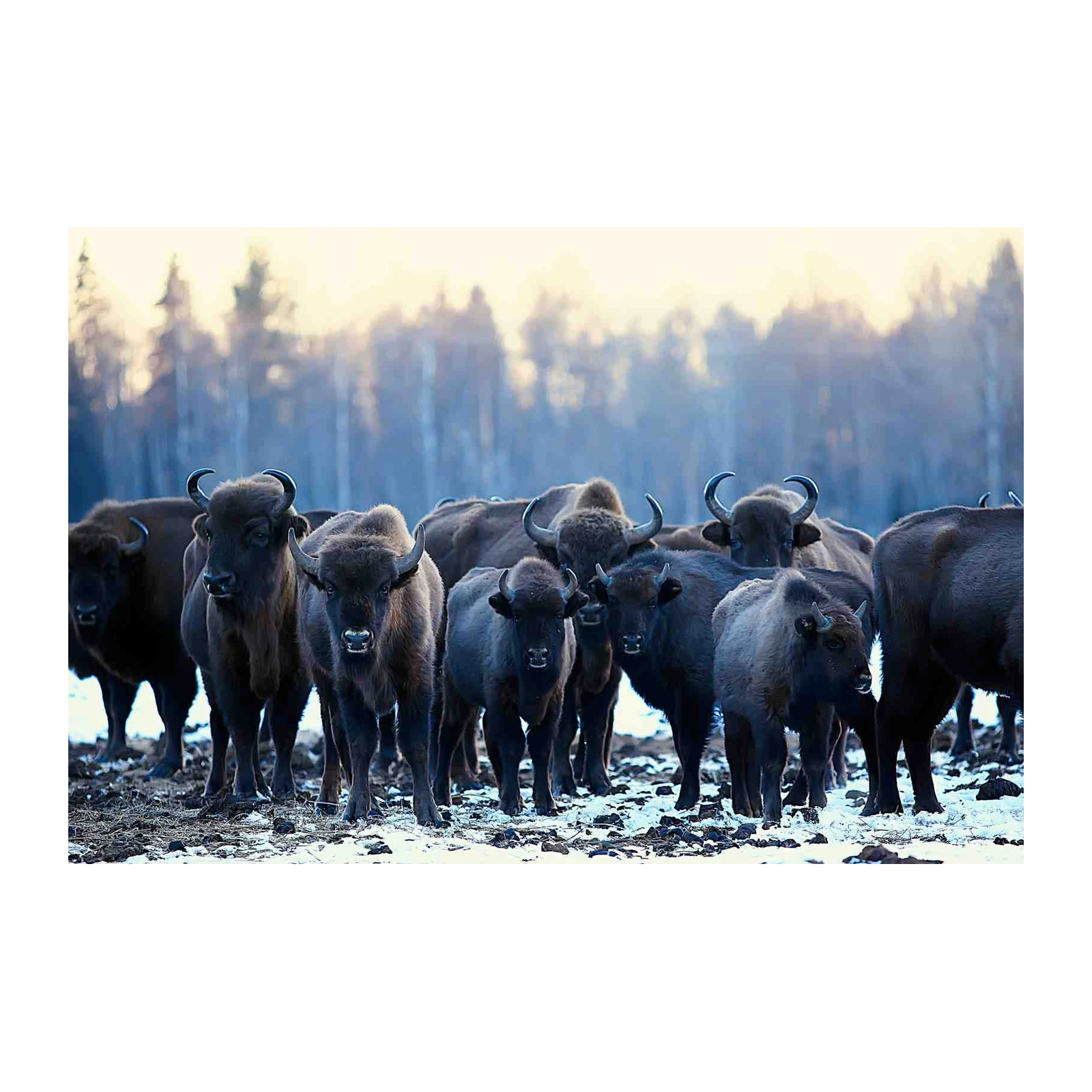 Majestic Bison Herd Winter Wall Art