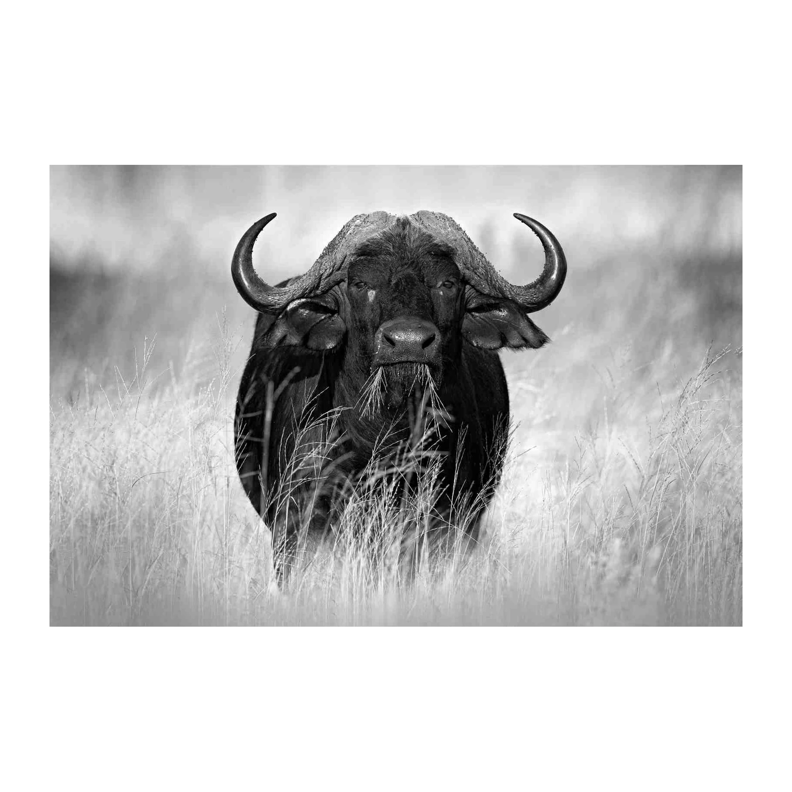 Majestic Buffalo B&W Wildlife Wall Art